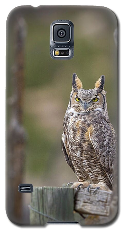 Elk Galaxy S5 Case featuring the photograph Unit 2 Ghost by Kevin Dietrich
