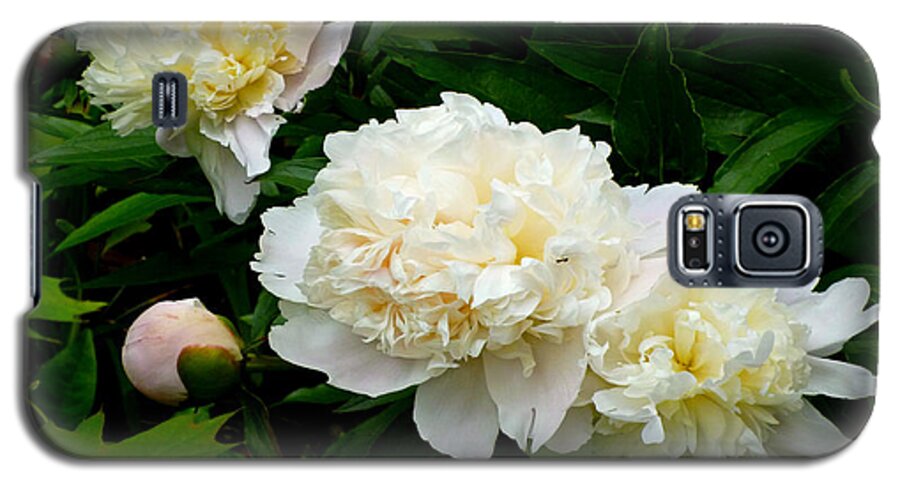 White Peonies Galaxy S5 Case featuring the photograph White Peony Trio by Mike McBrayer