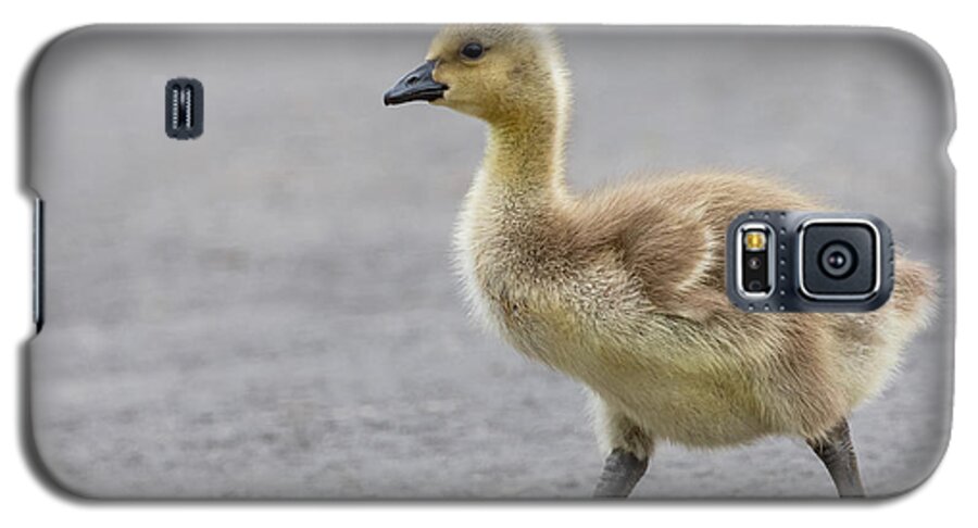 Photography Galaxy S5 Case featuring the photograph Why did the Gosling Cross the Road? by Alma Danison