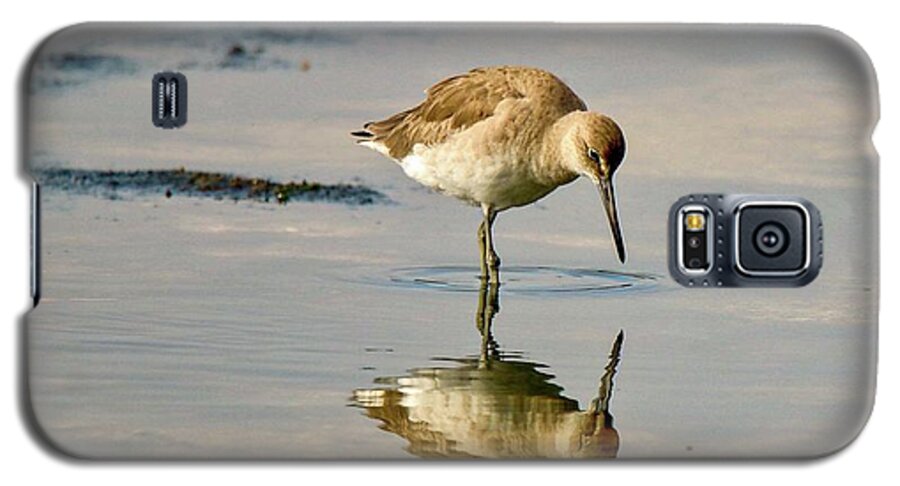 Brown Galaxy S5 Case featuring the photograph Willet Sees its Reflection by Susan Rydberg