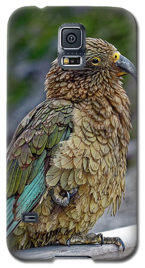 Kea Bird Galaxy S5 Case featuring the photograph Kea Bird by Sally Weigand