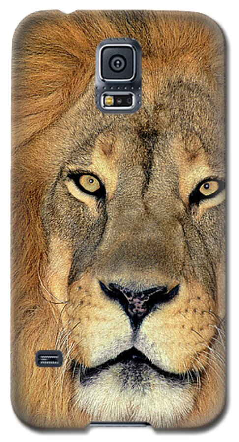African Lion Galaxy S5 Case featuring the photograph African Lion Portrait Wildlife Rescue by Dave Welling