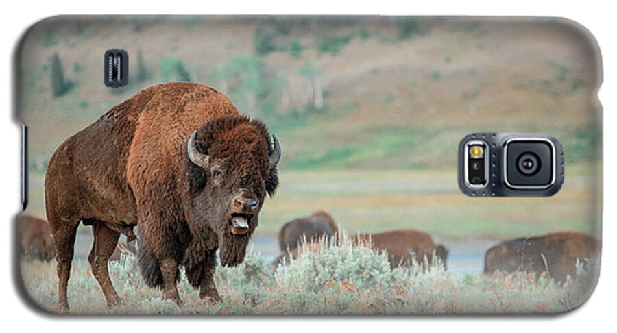 Buffalo Galaxy S5 Case featuring the photograph Angry Buffalo by Todd Klassy