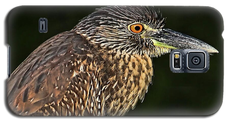 Yellow-crowned Night Heron Galaxy S5 Case featuring the photograph Baby Face - Yellow-crowned Night Heron by HH Photography of Florida