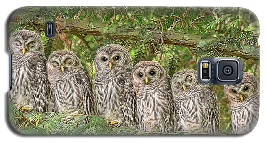 Owl Galaxy S5 Case featuring the photograph Barred Owlets Nursery by Jennie Marie Schell