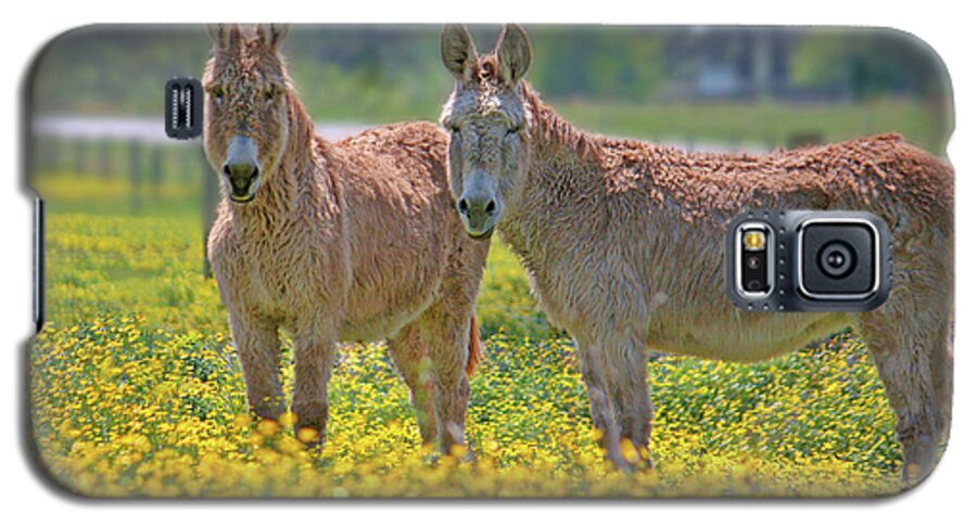 Midland Galaxy S5 Case featuring the photograph Burros in the Buttercups by Suzanne Stout