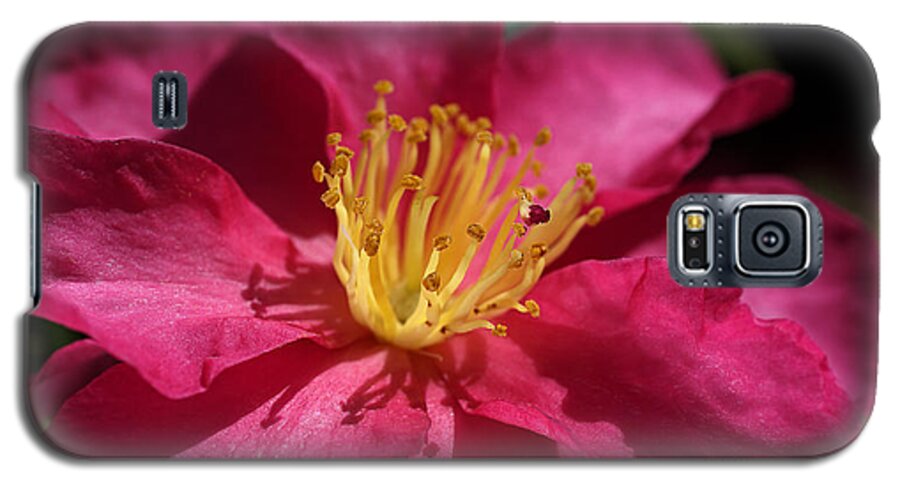 Ericales Galaxy S5 Case featuring the photograph Camellia Sasanqua by Joy Watson