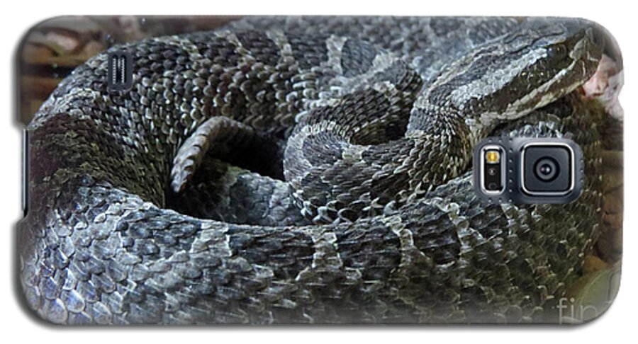 Snakes Galaxy S5 Case featuring the photograph Coiled by Mary Mikawoz