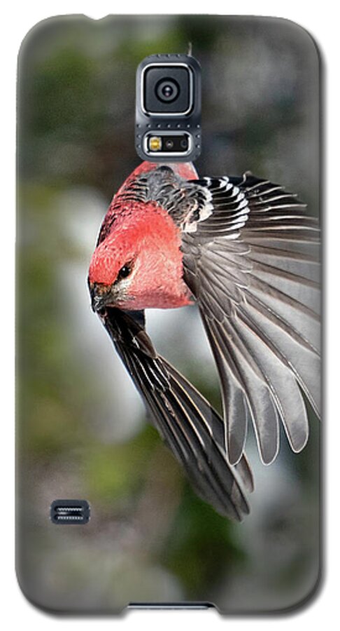 Pine Grosbeak Galaxy S5 Case featuring the photograph Diving Pine Grosbeak by Judi Dressler