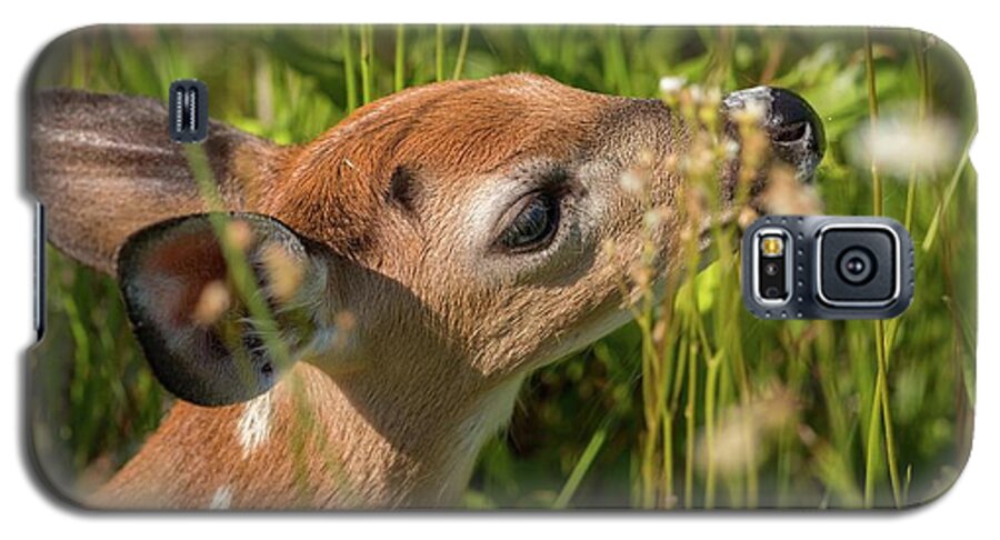 Flowering Galaxy S5 Case featuring the photograph Fawn Smelling the Wildflowers by Liza Eckardt