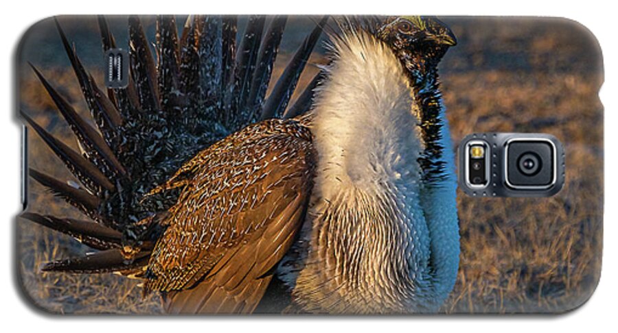 Sage Grouse Galaxy S5 Case featuring the photograph Feels Like Dancing by Yeates Photography