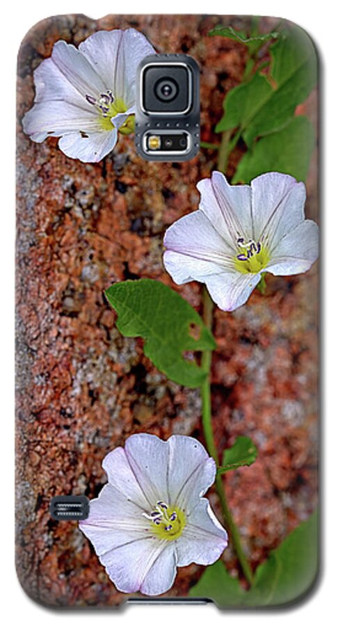 Flowers Galaxy S5 Case featuring the photograph Flowers on Rock by Bob Falcone