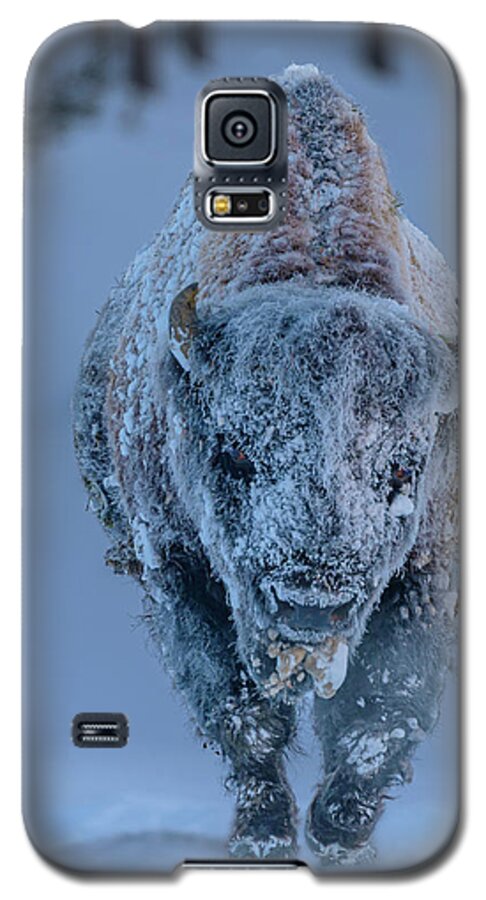 Bison Galaxy S5 Case featuring the photograph Frosted Bison by Laura Hedien