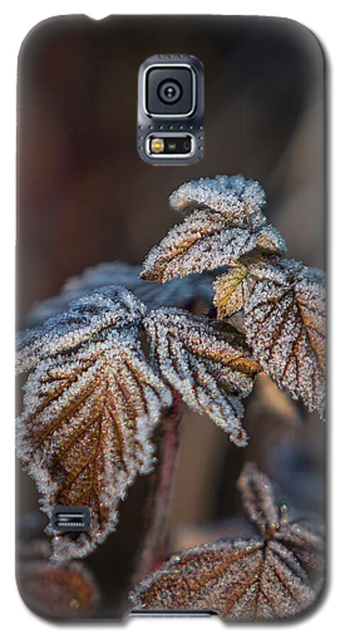 Leaves Galaxy S5 Case featuring the photograph Frosted Bronze Leaves by Patti Deters