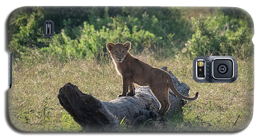 Africa Galaxy S5 Case featuring the photograph Future Lion King by Mary Lee Dereske