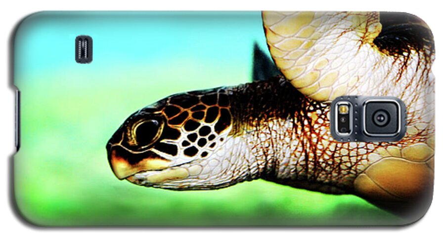 Green Galaxy S5 Case featuring the photograph Green Sea Turtle by Marilyn Hunt