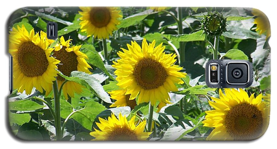 Sunflowers Galaxy S5 Case featuring the photograph Happy Faces - Photograph by Jackie Mueller-Jones