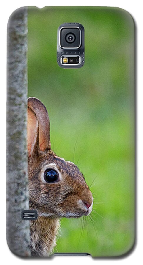 Bunny Galaxy S5 Case featuring the photograph Hare by David Beechum