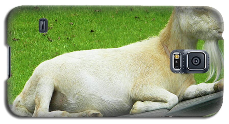 Goats Galaxy S5 Case featuring the photograph I'm Lucy - I Like You by Emmy Marie Vickers