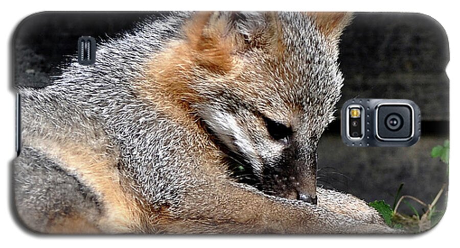 Kit Fox Galaxy S5 Case featuring the photograph Kit Fox8 by Torie Tiffany