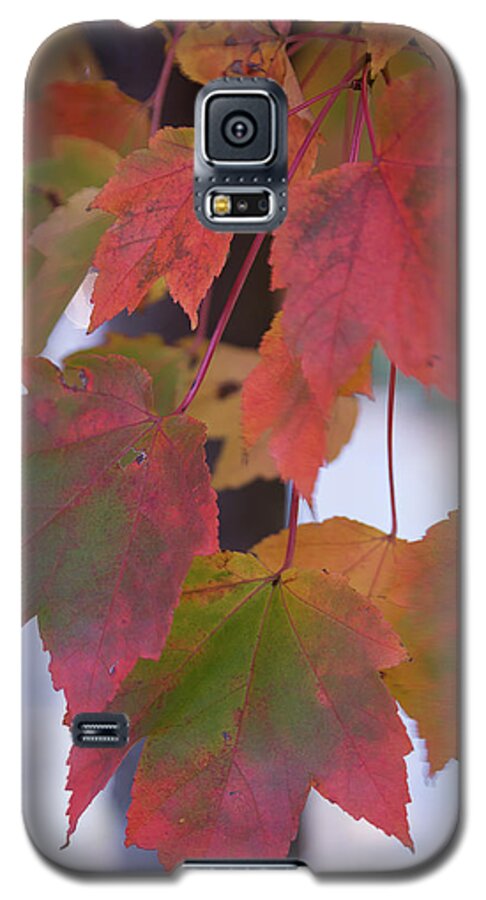 Acer Rubrum Galaxy S5 Case featuring the photograph Late Fall Colors by Jeff Folger