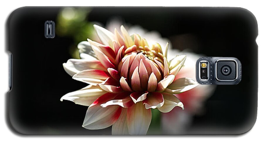 Fire And Ice Galaxy S5 Case featuring the photograph Love For Dahlia by Joy Watson