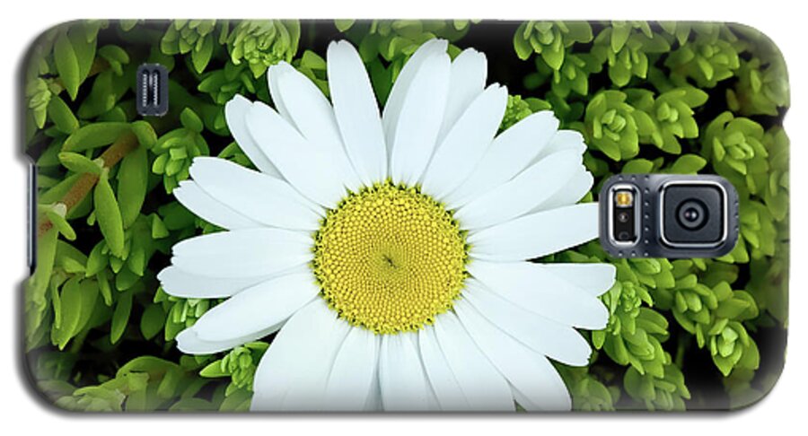 Deepcut Gardens Galaxy S5 Case featuring the photograph Oxeye Daisy Surrounded by Gary Slawsky