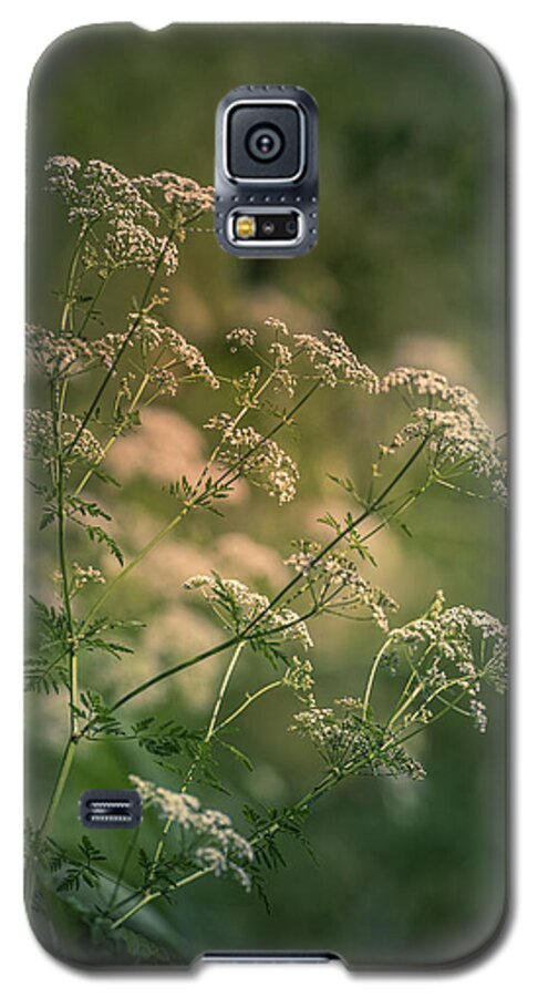 Flower Galaxy S5 Case featuring the photograph Queen Anne's Lace by Allin Sorenson