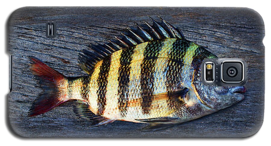 Animal Galaxy S5 Case featuring the photograph Sheepshead Fish by Laura Fasulo