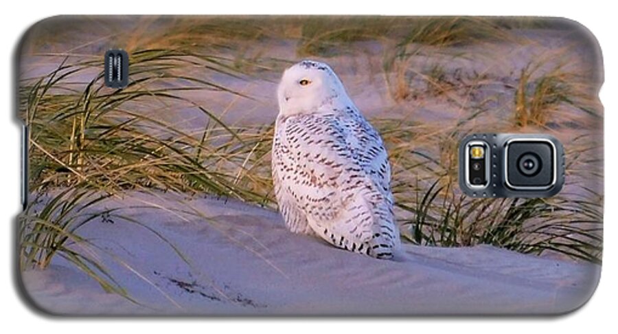 - Snowy Owl Galaxy S5 Case featuring the photograph - Snowy Owl by THERESA Nye