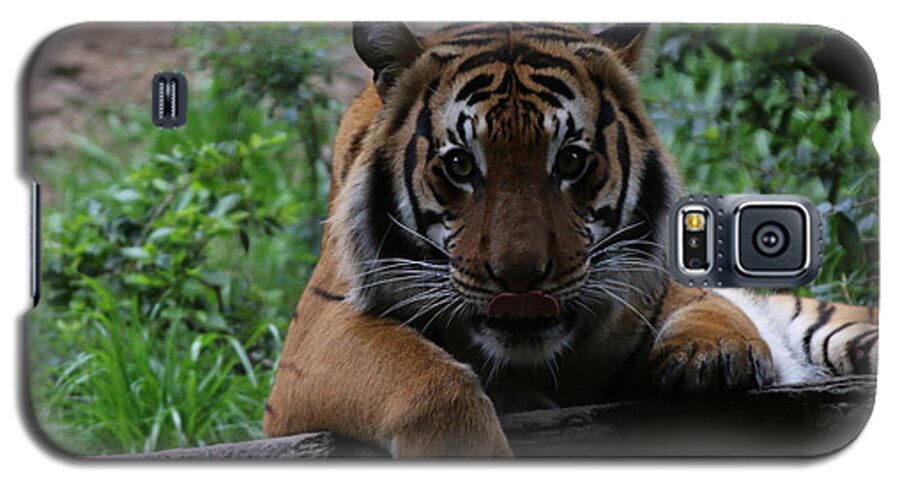 Tiger Galaxy S5 Case featuring the photograph Tiger by Edward R Wisell