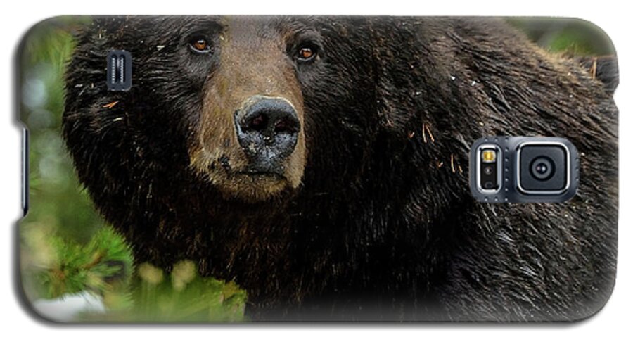 Grizzly Bear Galaxy S5 Case featuring the photograph Too Close For Comfort by Yeates Photography