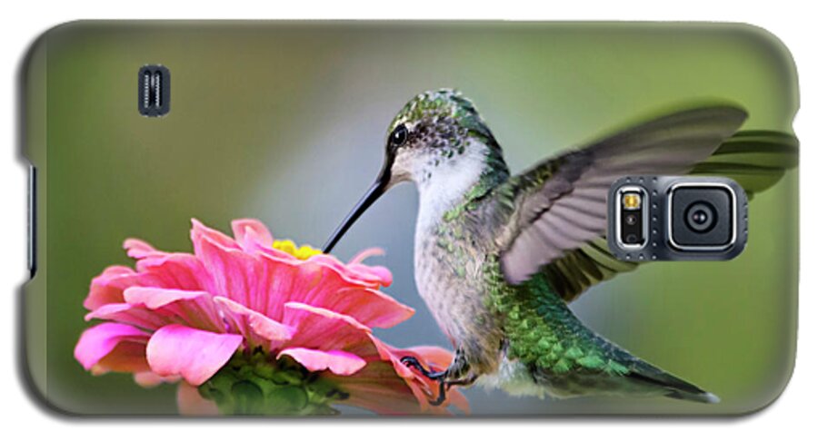 Hummingbird Galaxy S5 Case featuring the photograph Tranquil Joy Hummingbird Square by Christina Rollo