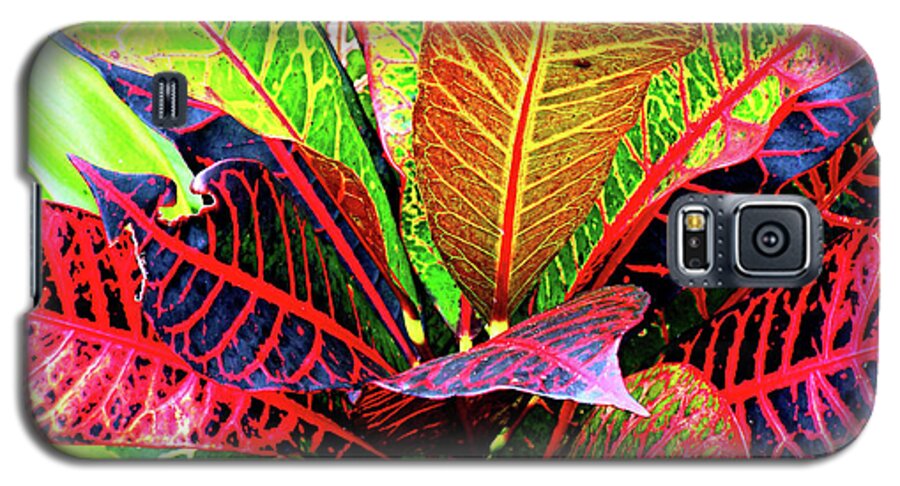 David Lawson Photography Galaxy S5 Case featuring the photograph Tropicals Gone Wild Naturally by David Lawson