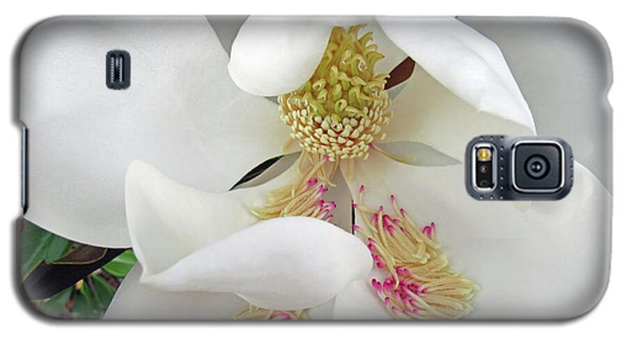 Magnolia Galaxy S5 Case featuring the photograph Unfolding Beauty of Magnolia by Roberta Byram