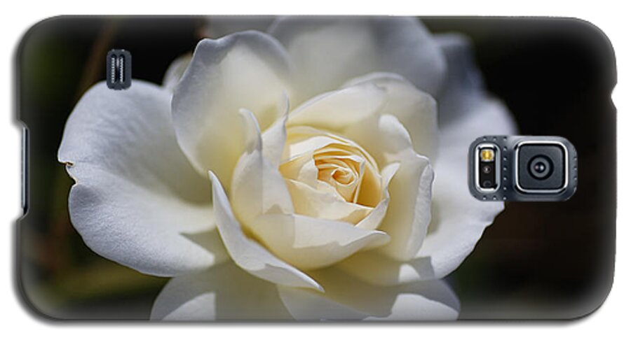 Floribunda Rose Galaxy S5 Case featuring the photograph White And Soft Rose by Joy Watson