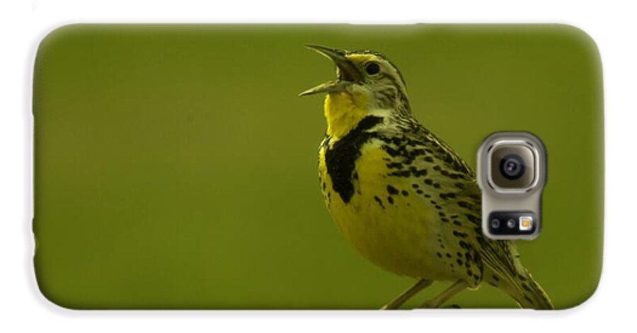 Birds Galaxy S6 Case featuring the photograph The Meadowlark Sings #1 by Jeff Swan