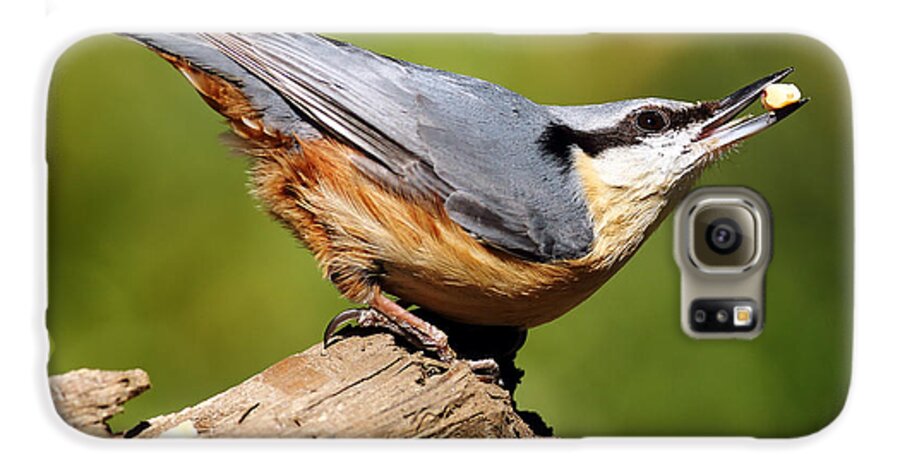 Bird Galaxy S6 Case featuring the photograph Nuthatch #4 by Grant Glendinning