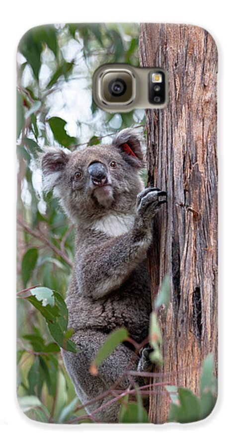 Animal Galaxy S6 Case featuring the photograph Koala (phascolarctos Cinereus #6 by Martin Zwick