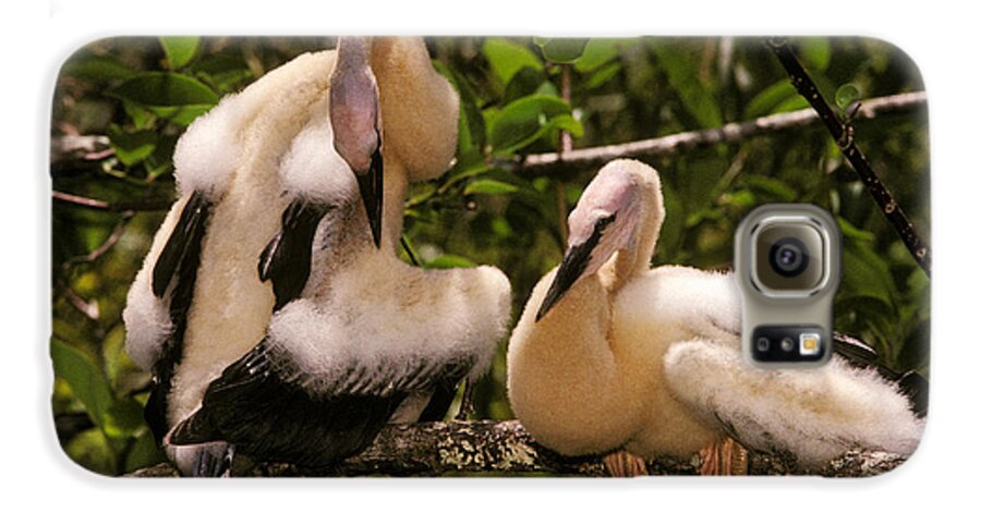 Animal Galaxy S6 Case featuring the photograph Anhinga Chicks by Ron Sanford