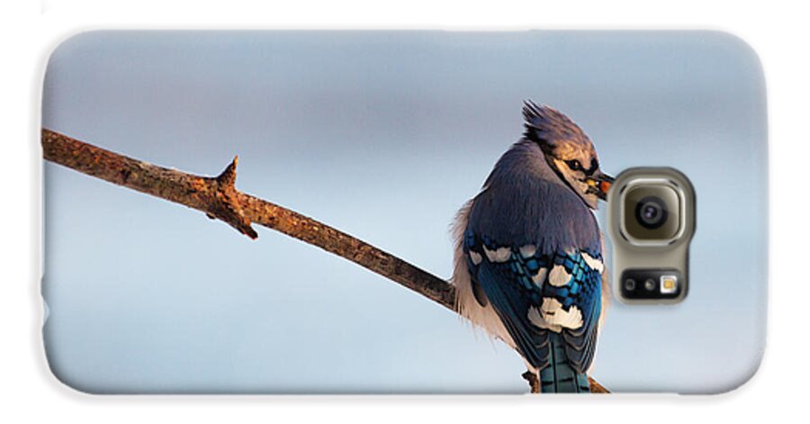 Blue Jay Galaxy S6 Case featuring the photograph Blue Jay with nuts by Everet Regal
