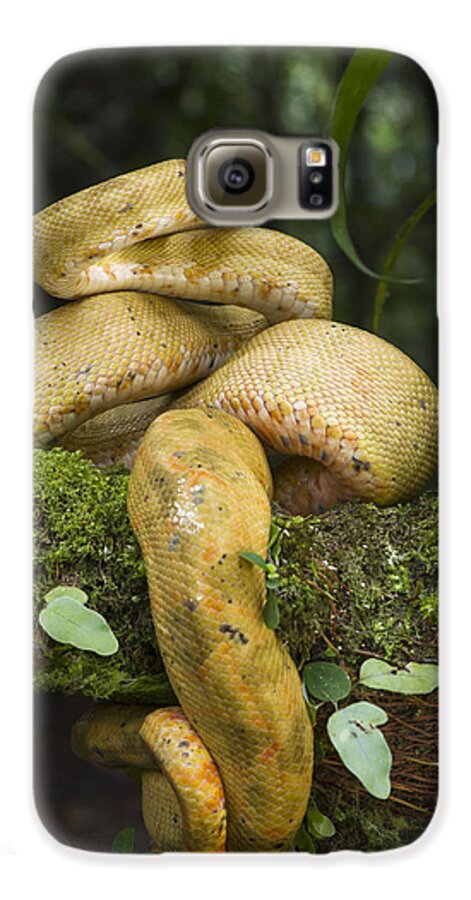 Pete Oxford Galaxy S6 Case featuring the photograph Common Tree Boa -yellow Morph by Pete Oxford