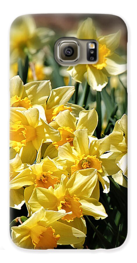 Bouquet Of Daffodils Galaxy S6 Case featuring the photograph Daffodil by Bill Wakeley