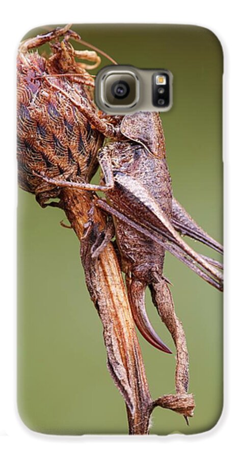 Adult Galaxy S6 Case featuring the photograph Dark Bush Cricket by Heath Mcdonald