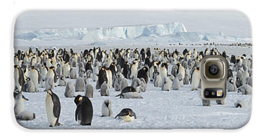 Photography Galaxy S6 Case featuring the photograph Emperor Penguins Aptenodytes Forsteri by Panoramic Images