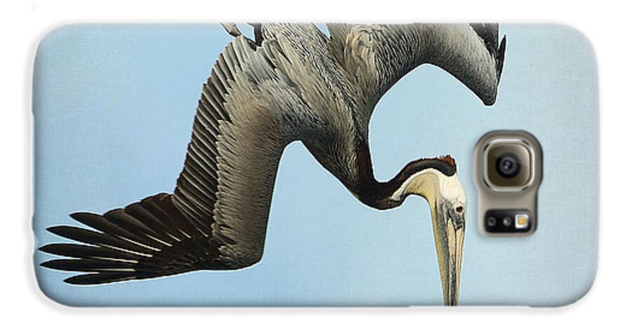 California Brown Pelican Galaxy S6 Case featuring the photograph Facing Downward by Fraida Gutovich