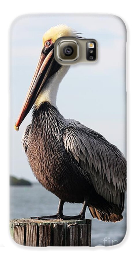 Pelican Galaxy S6 Case featuring the photograph Handsome Brown Pelican by Carol Groenen