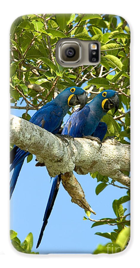 Hyacinth Macaw Galaxy S6 Case featuring the photograph Hyacinth Macaws Brazil by Gregory G Dimijian MD