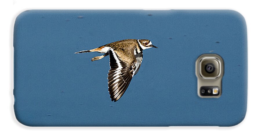 Fauna Galaxy S6 Case featuring the photograph Killdeer In Flight by Anthony Mercieca