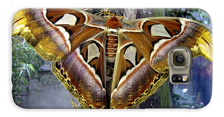 Giant Galaxy S6 Case featuring the photograph Atlas Moth by Bob Slitzan